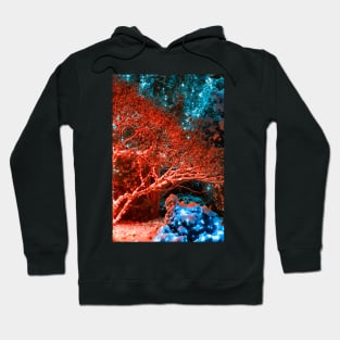 Winter Night Lights of Meadowlark Gardens Hoodie